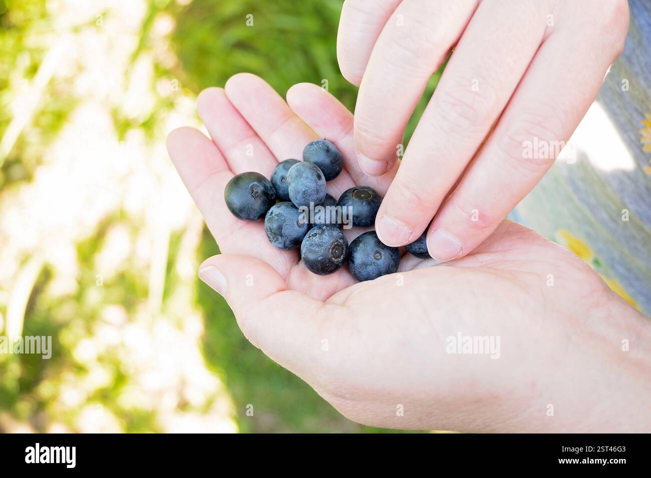 Mani che tengono e selezionano mirtilli appena raccolti alla luce del sole Foto Stock