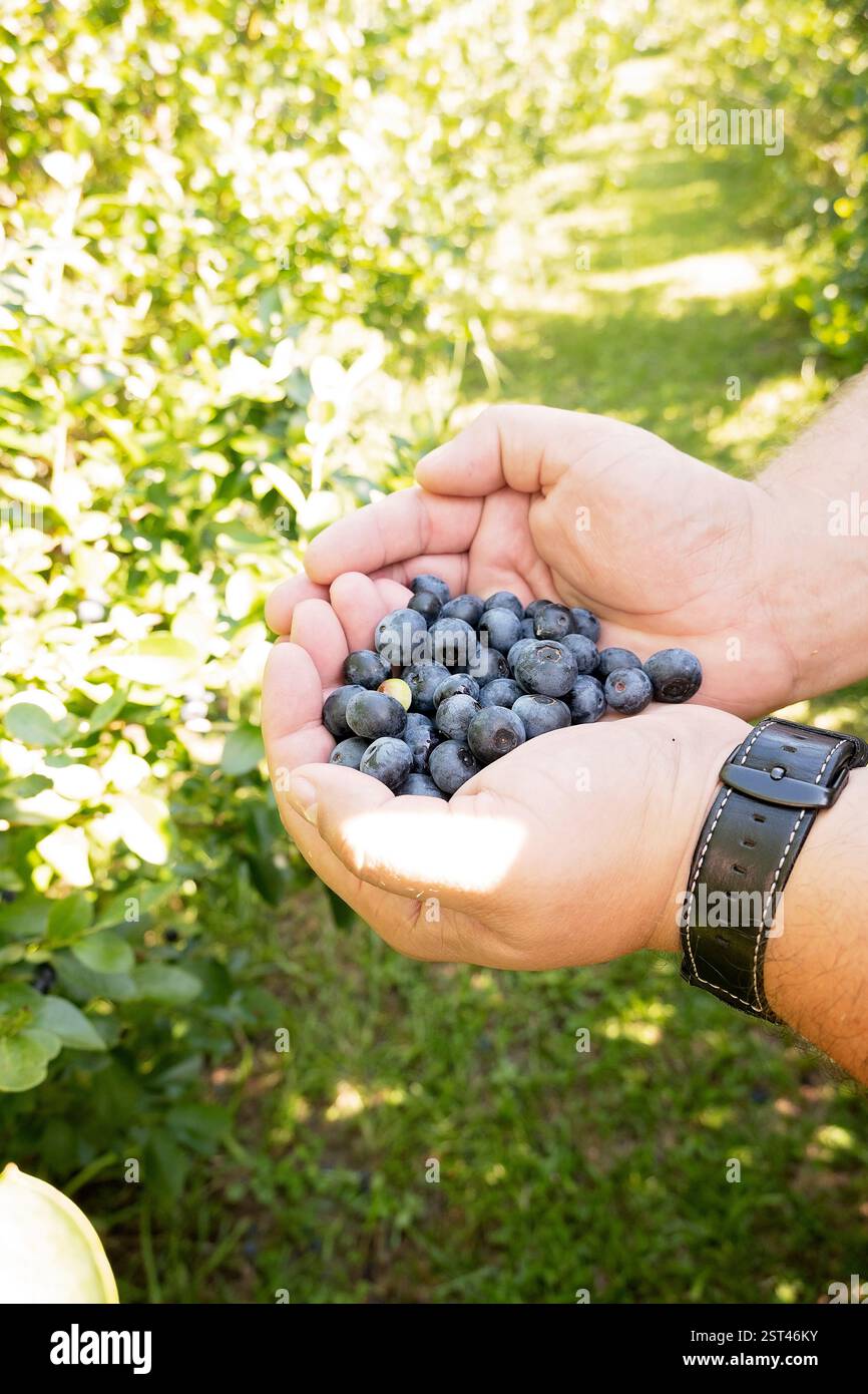 Mani che tengono i mirtilli appena raccolti in un giardino illuminato dal sole Foto Stock