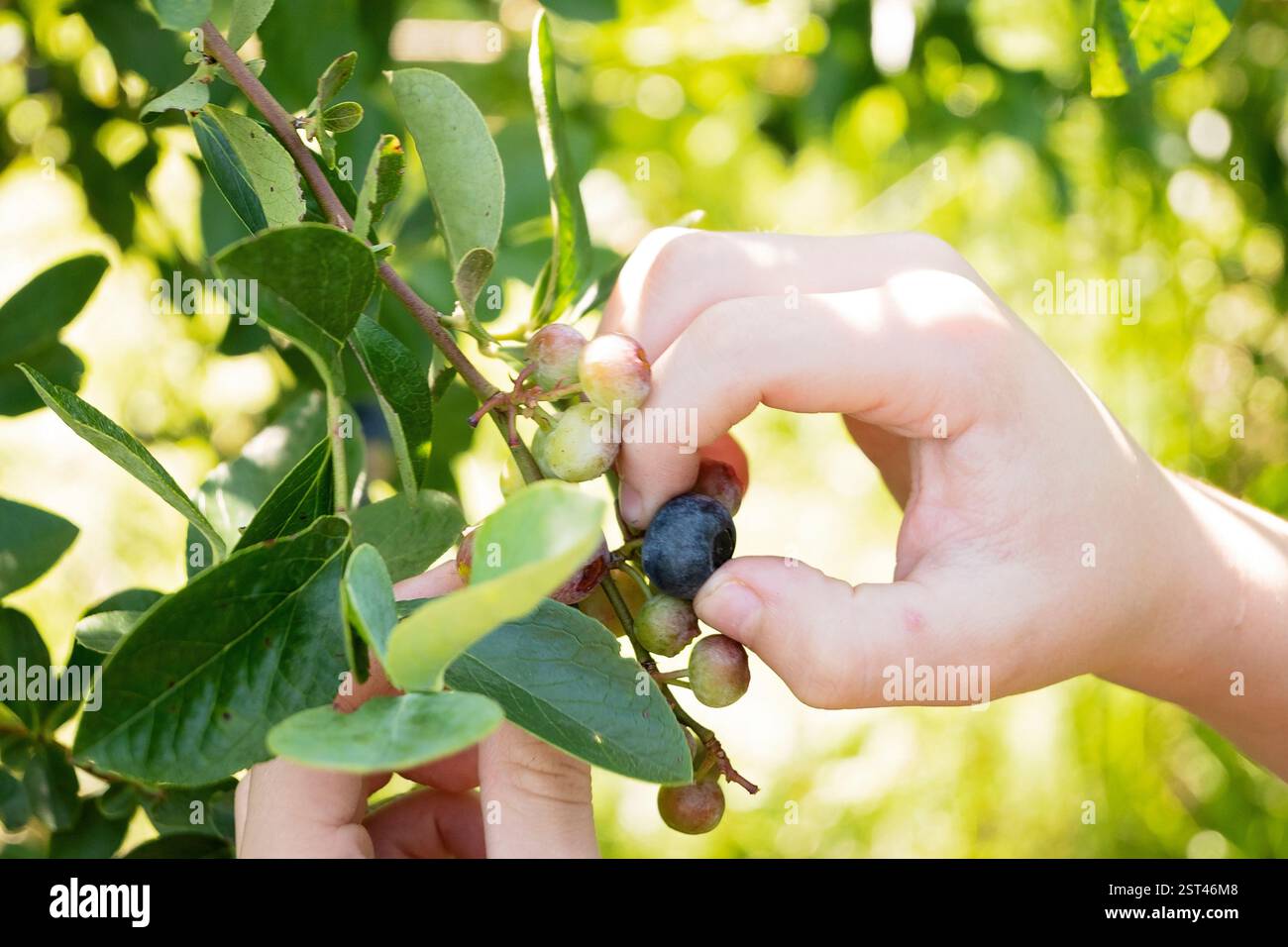 Mani che raccolgono un mirtillo maturo da un ramo alla luce naturale del sole Foto Stock