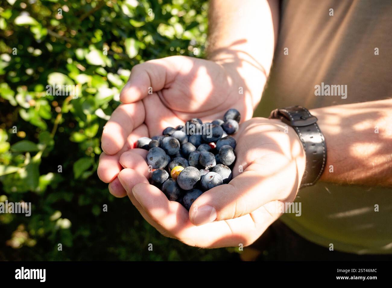 Mani che tengono i mirtilli appena raccolti alla luce del sole Foto Stock