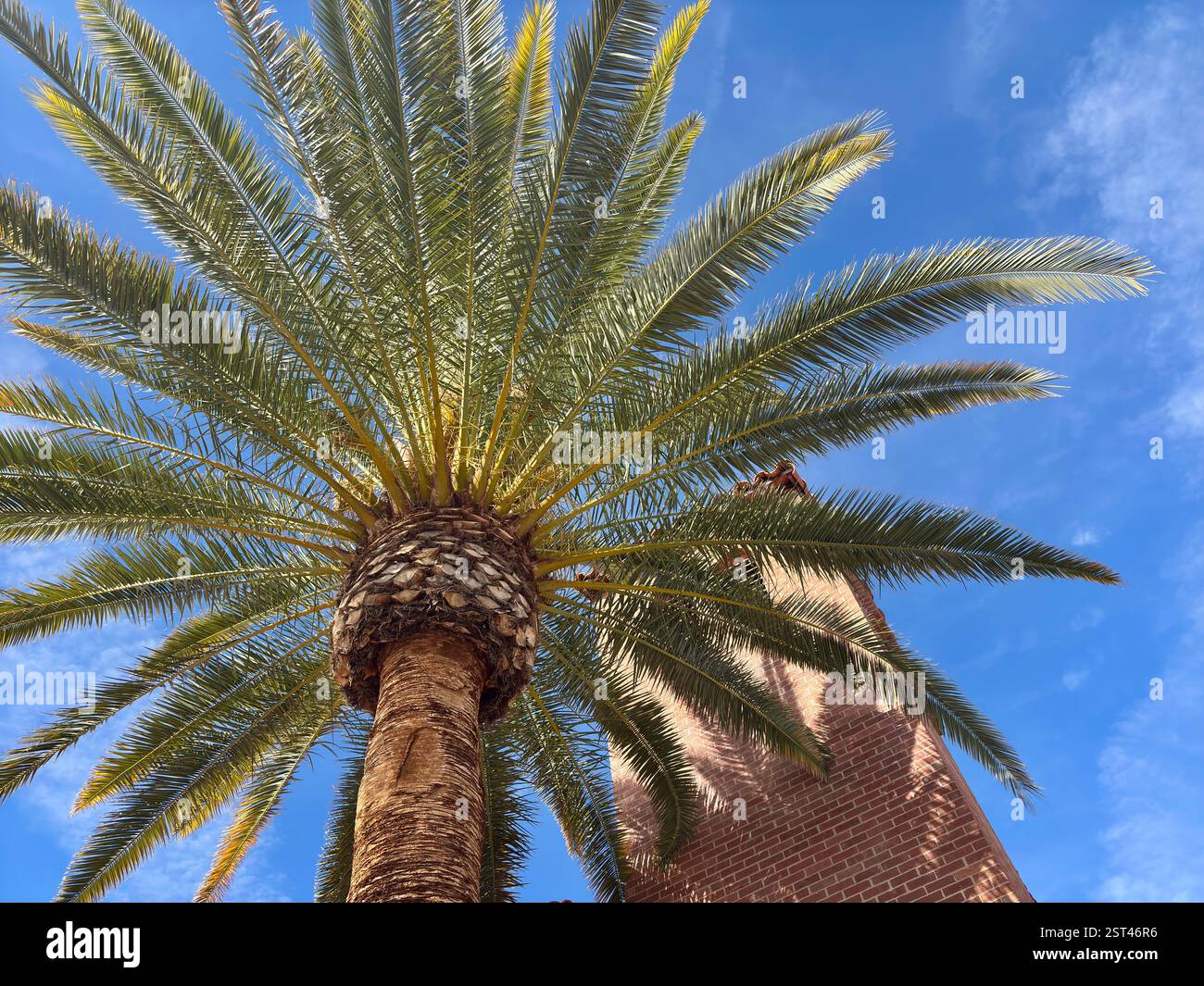 Palme con lussureggianti fronde verdi contro un cielo blu e una torre in mattoni Foto Stock