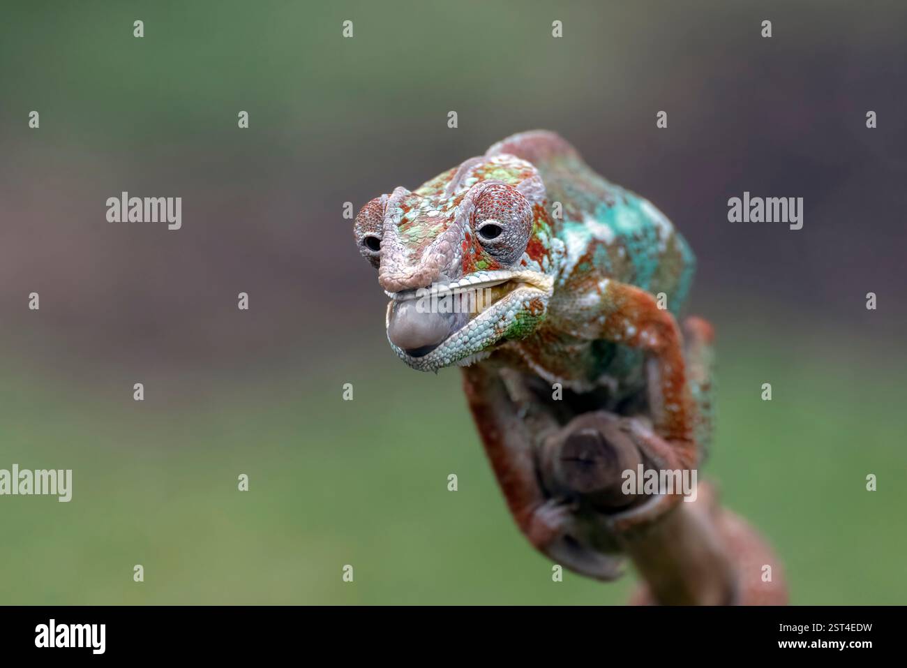 Panther camaleonte che cerca di catturare la preda Foto Stock
