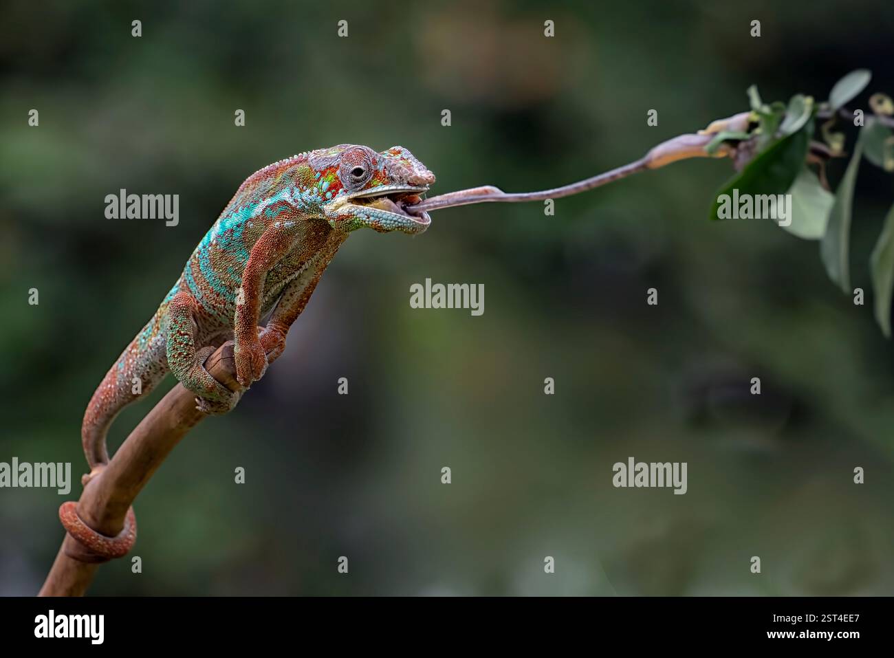 Panther camaleonte che cerca di catturare la preda Foto Stock