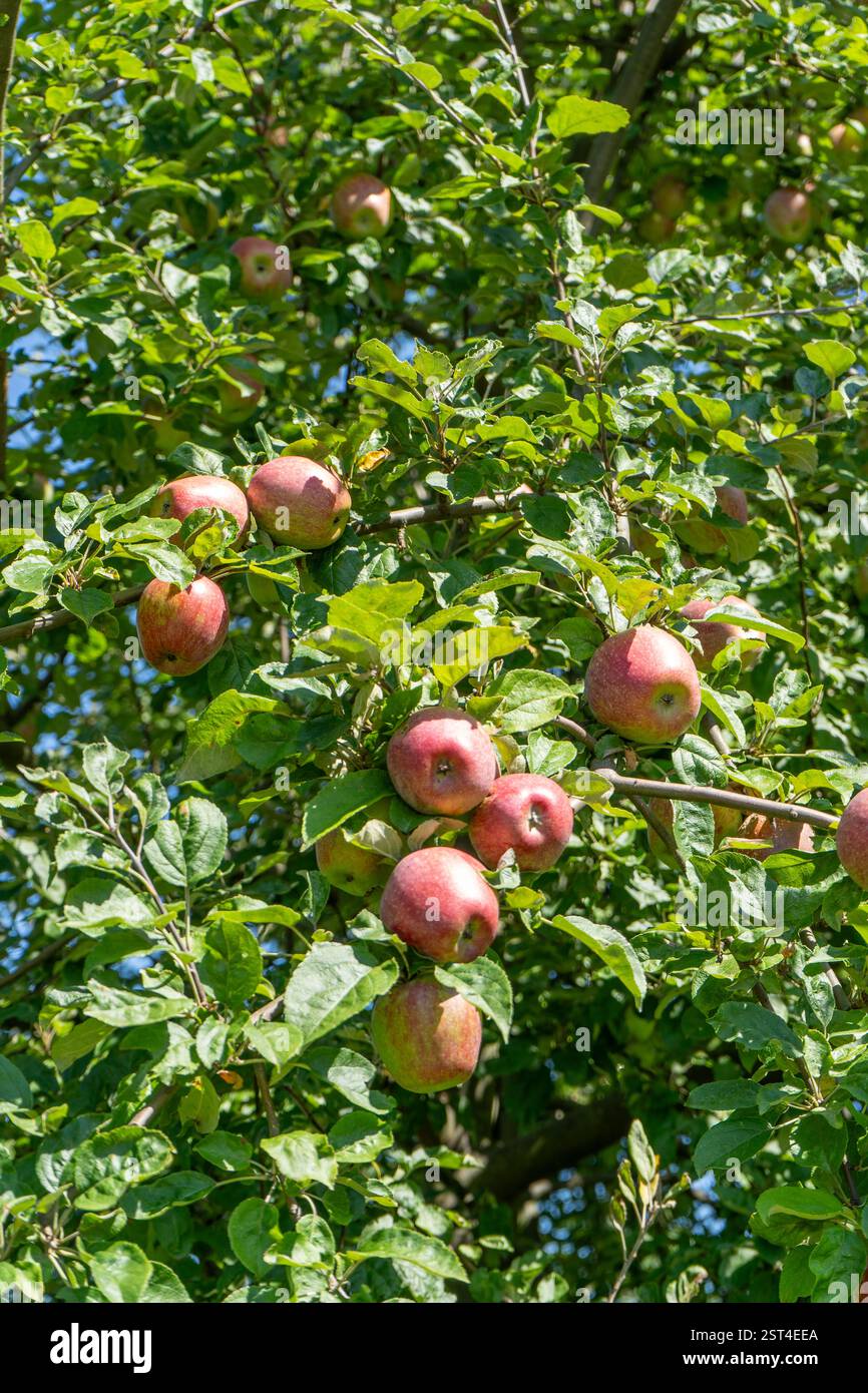 Mele rosse sull'albero. Giardino per la raccolta della frutta. Crescere Foto Stock