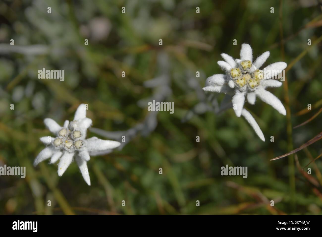 Stella alpina selvaggia (Leontopodium nivale), vista nel Parco Nazionale di Berchtesgaden, Baviera, Germania, Europa Foto Stock