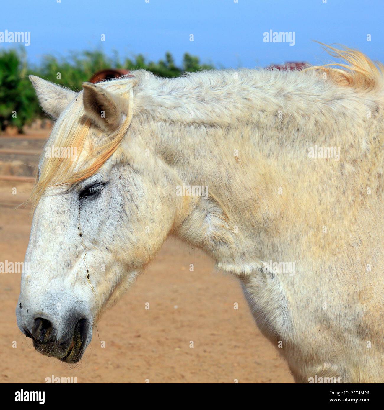 Capo di un vecchio cavallo di salvataggio grigio morso dalle pulci che si schianta in un soleggiato paddock, Fuerteventura, Isole Canarie, Spagna, UE. - L'inverno 2024 Foto Stock