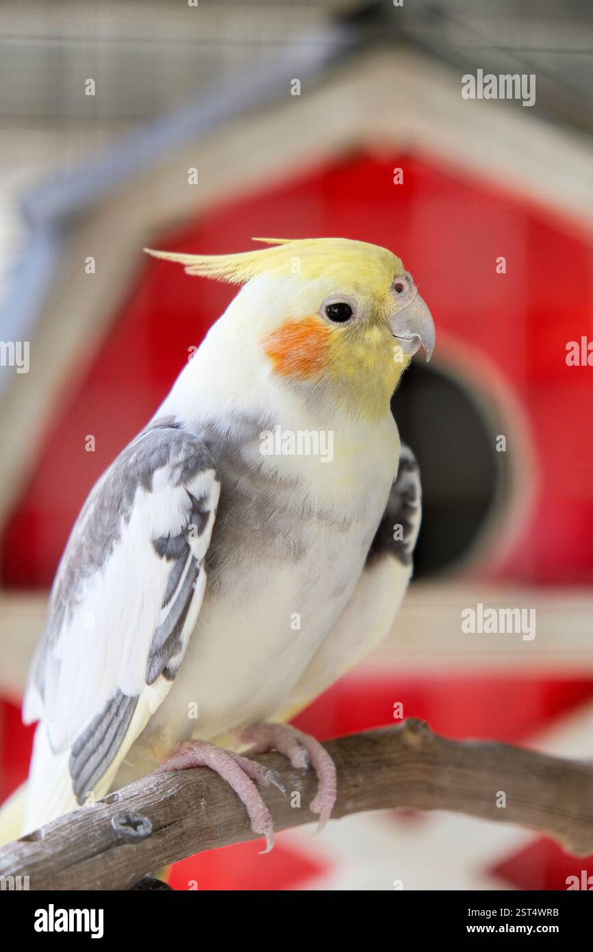 Nymphicus hollandicus o cockatiel seduto su un ramo in una gabbia. Foto Stock