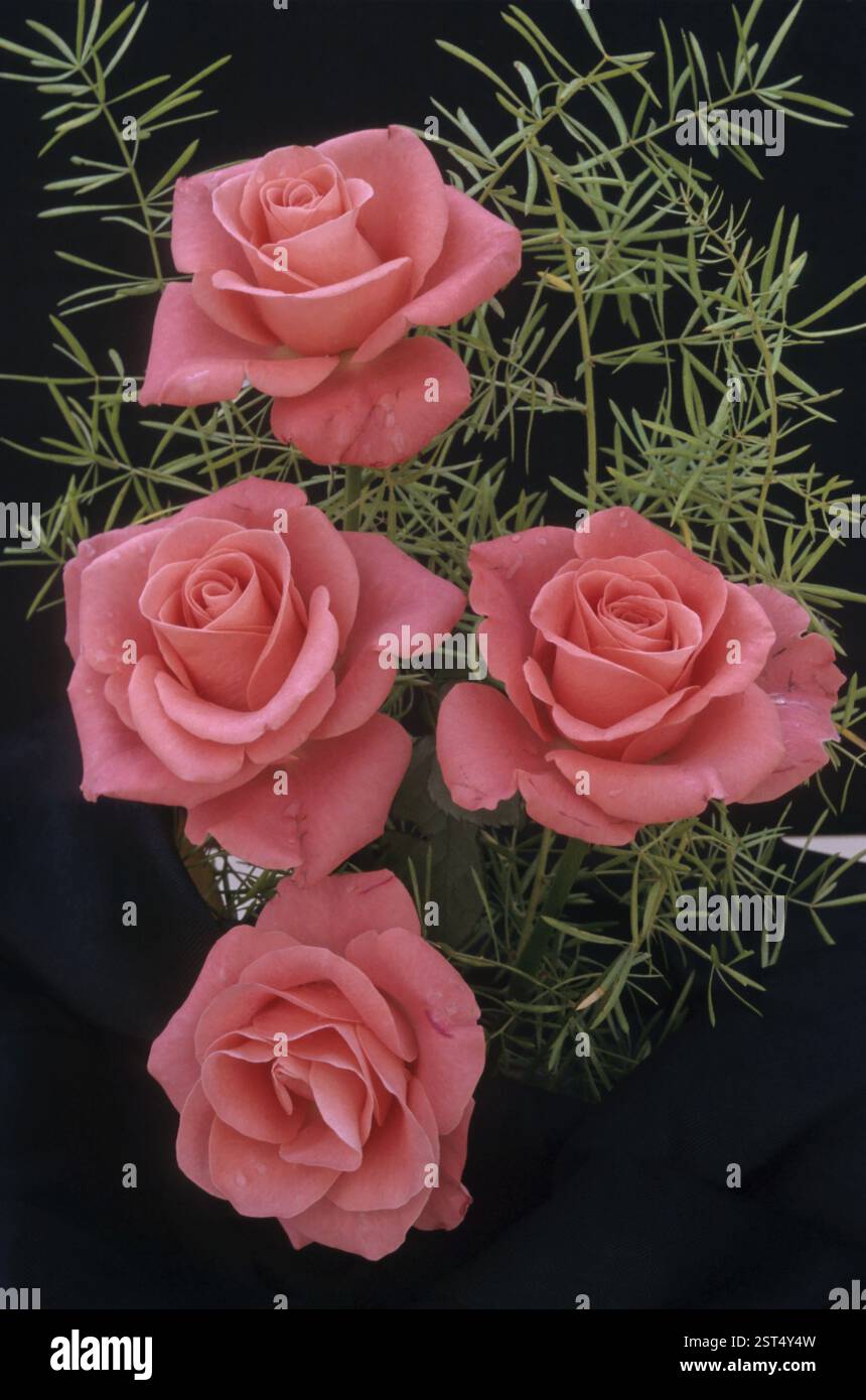 Rose rosa Foto Stock