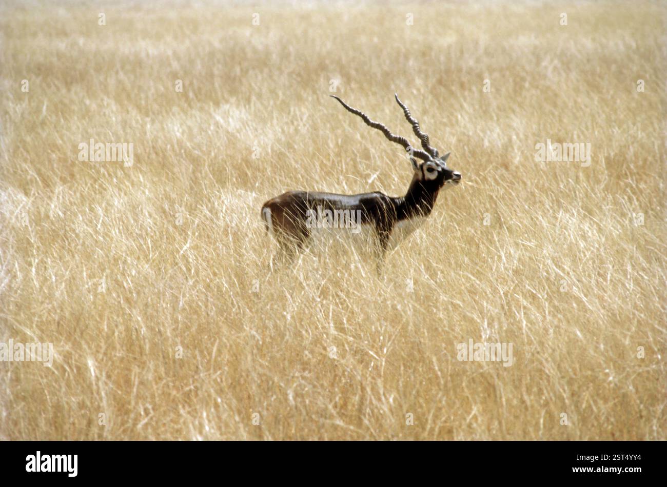 Blackbuck (antilope cervicapra), mammifero in via di estinzione, india Foto Stock