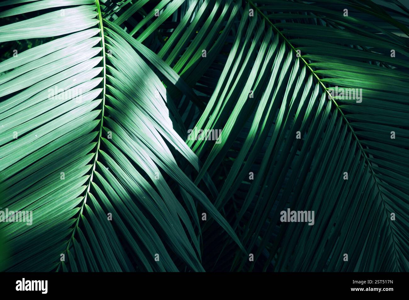 Schema delle foglie di palma dell'albero per sfondo naturale. Bella di foglie tropicali di felce Foto Stock