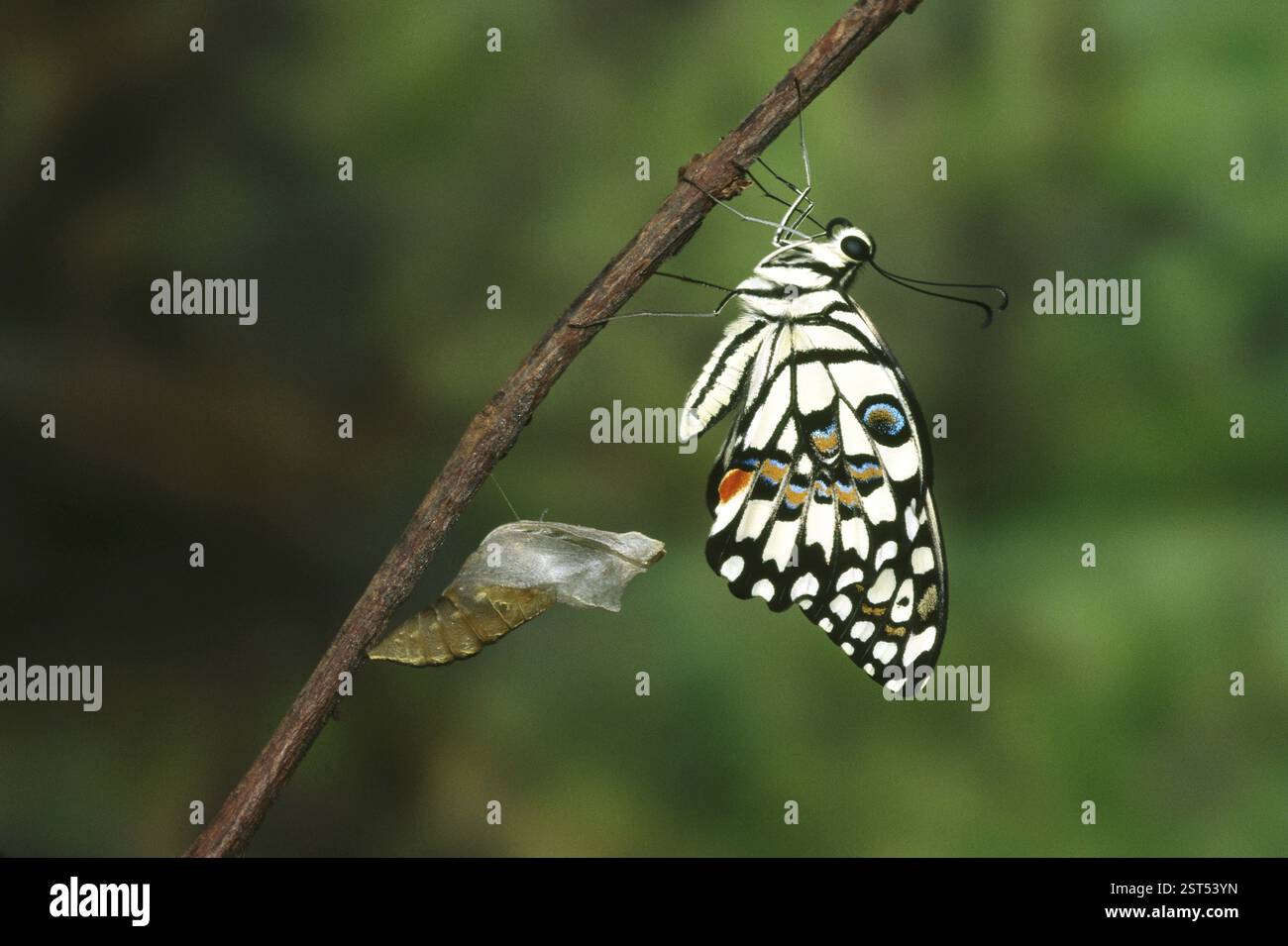Insetti, farfalla, linea di sequenza di emergenza, Papilio Demoleus-7 Foto Stock