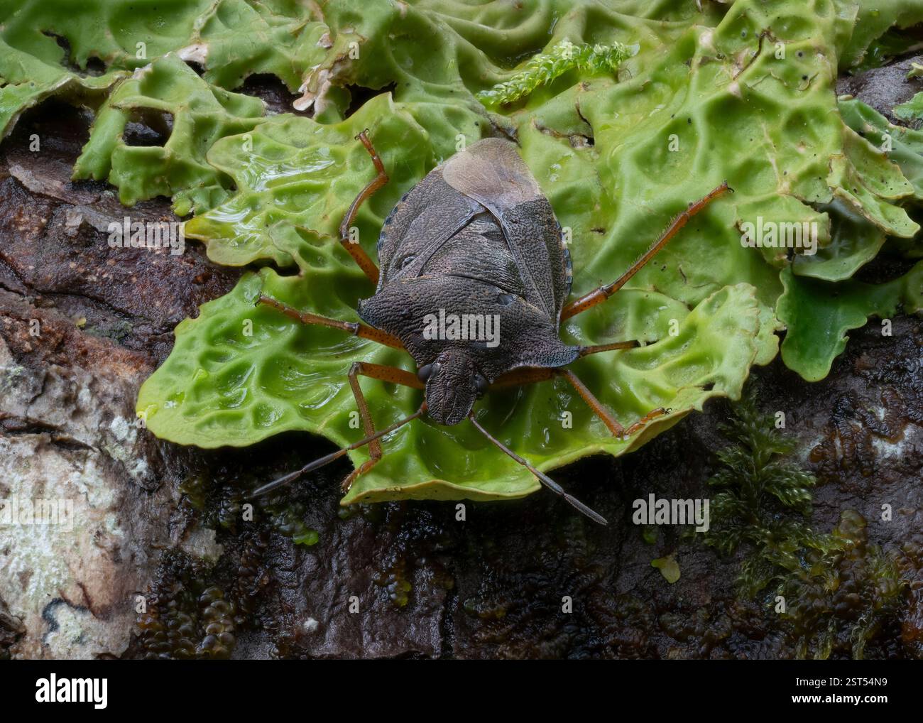 Shieldbug Red-Legged (Pentatomarufipes) nel bosco Atlantico, Rahoy, Morvern, Scozia. Foto Stock