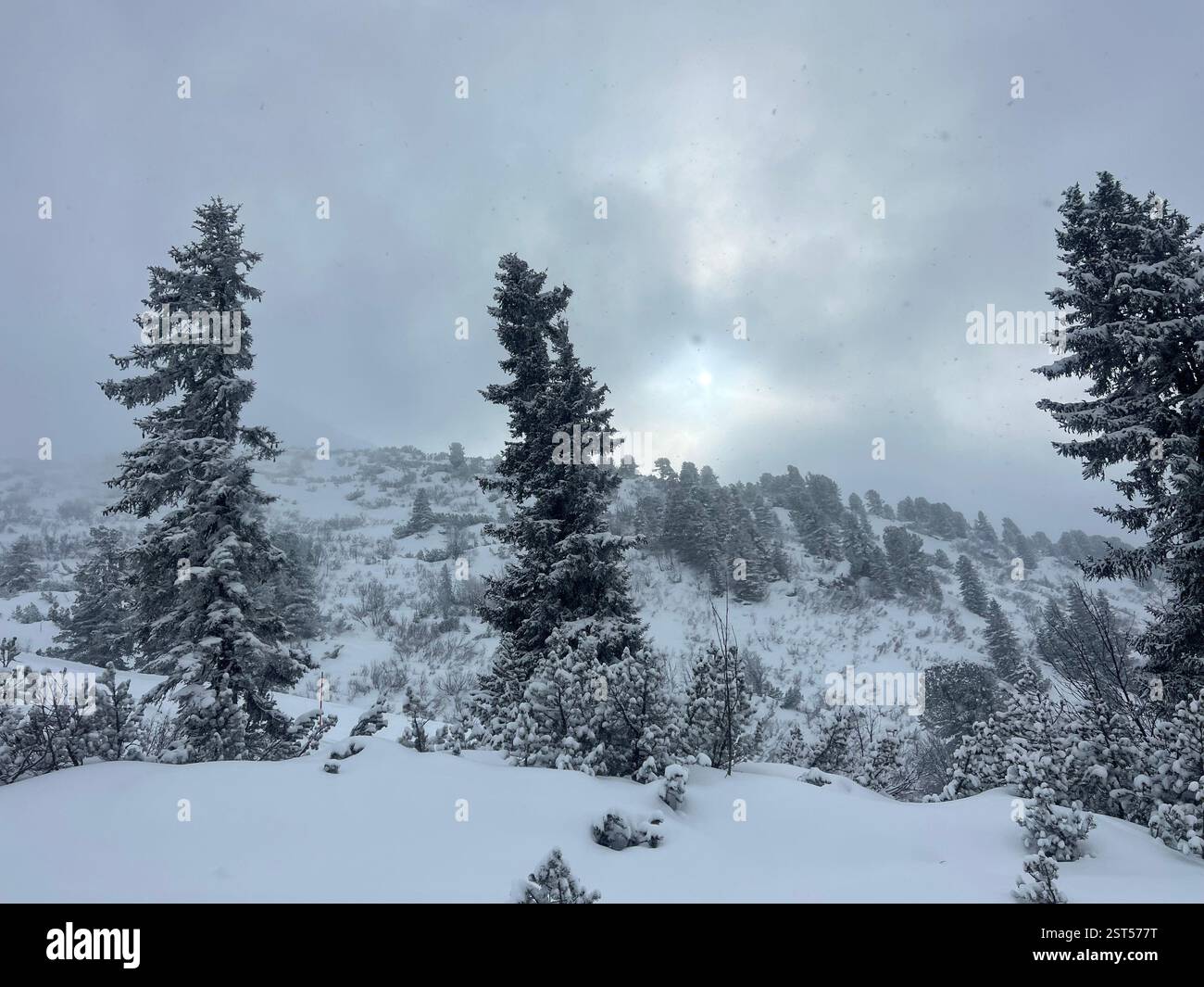 Alberi invernali in Tirolo, Austria - Immagine stock catturata con smartphone