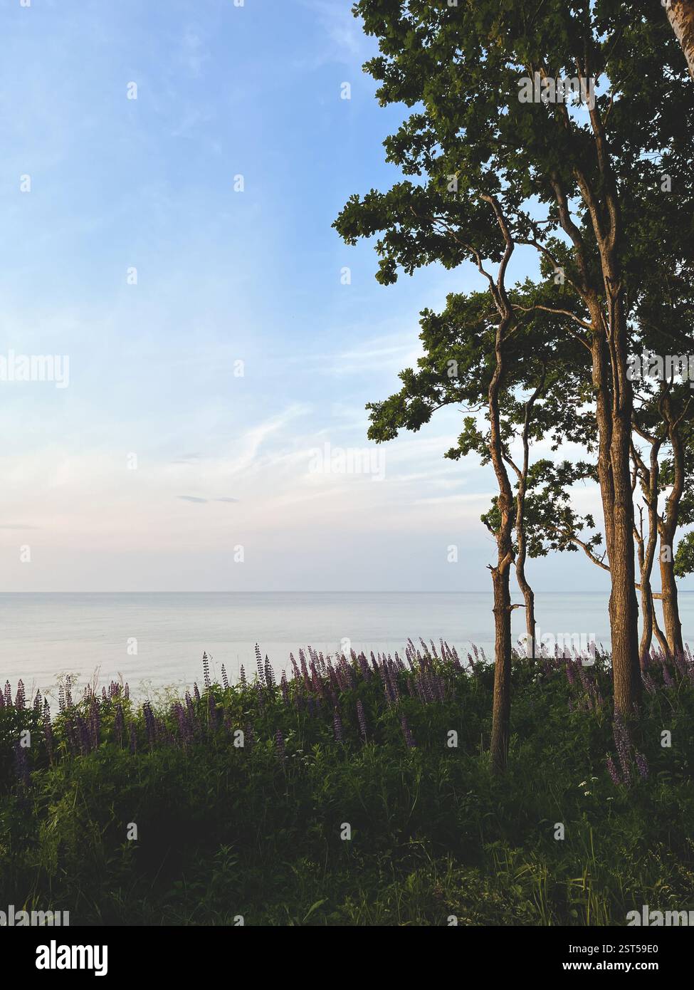 Alberi e fiori di lupino sullo sfondo del mare e del cielo blu. Foto Stock