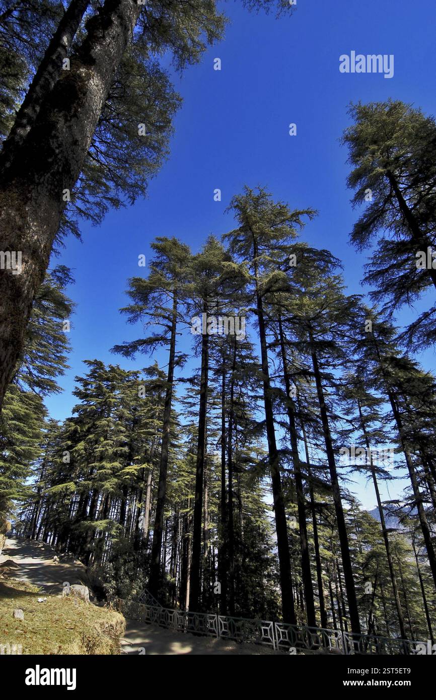 Alberi di Deodar, Dhanolti (Uttranchal) India Foto Stock