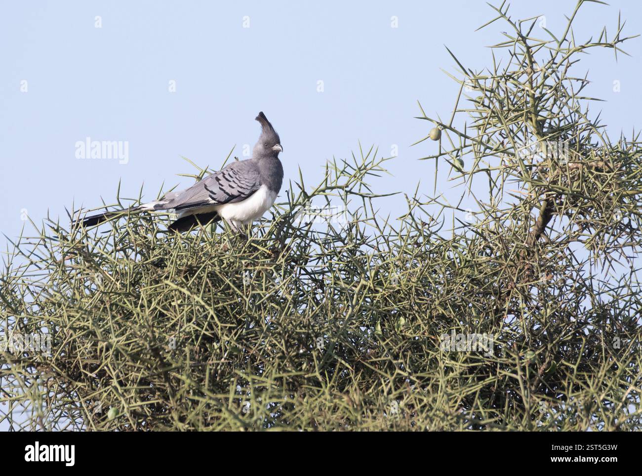 Uccello da assalire dalle decorazioni bianche (Leucogaster di Corythaixoides) Foto Stock