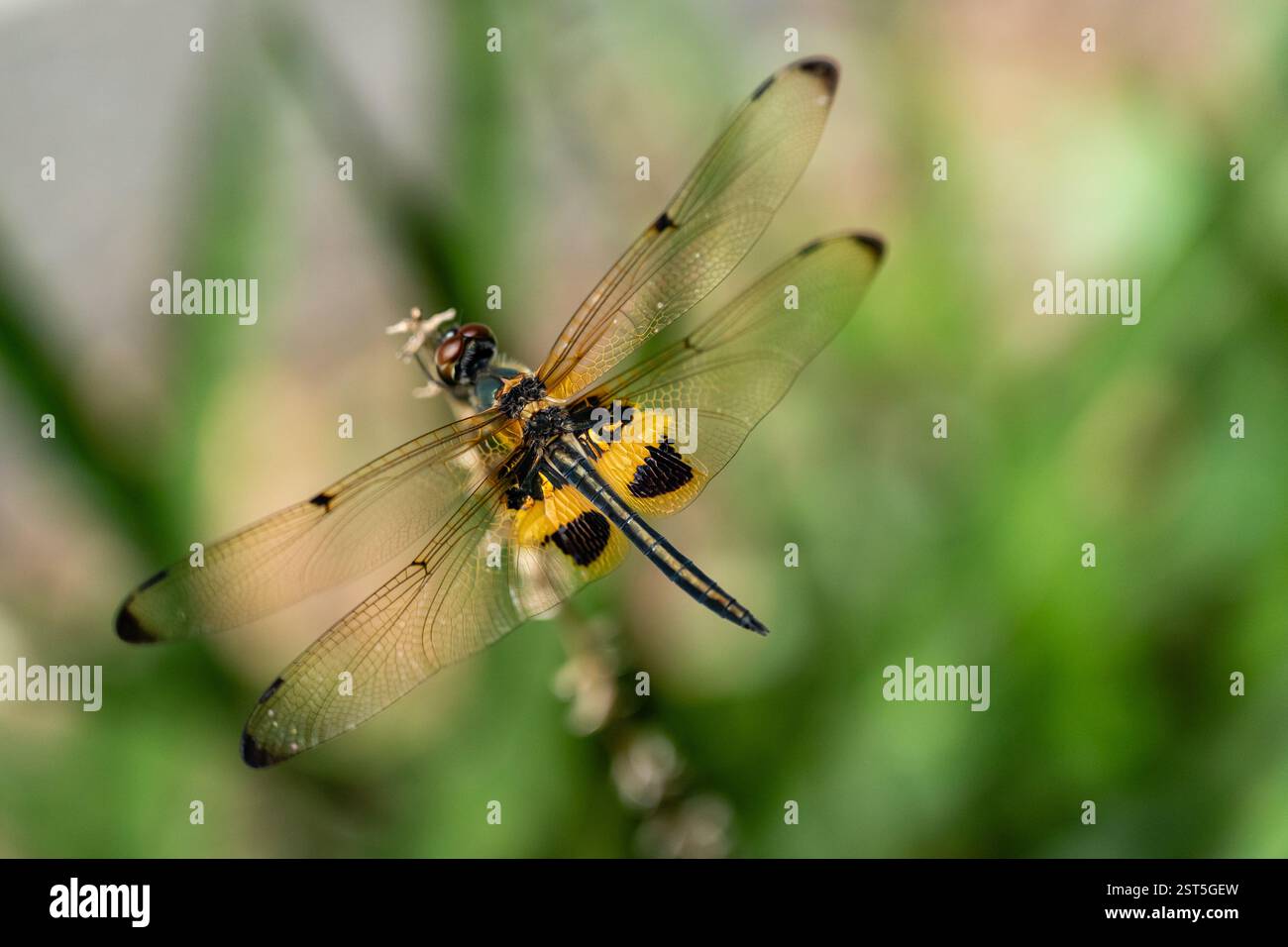 Rhyothemis Phyllis Dragonfly arroccata su un Twig: Primo piano dettagliato di un insetto colorato nel suo habitat naturale Foto Stock