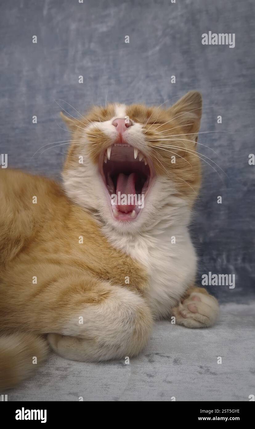 Ritratto dello sbadiglio di gatto arancione sonnolento. Gattino allo zenzero che si posa comodo dopo un sano pisolino Foto Stock