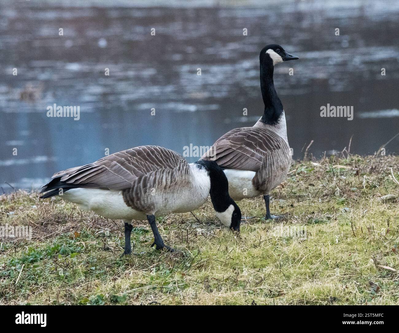 Coppia di oche del Canada (Branta Canadensis) Foto Stock