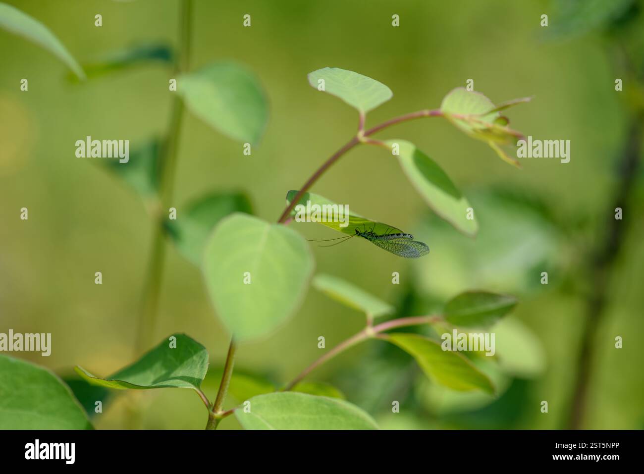 Riposare il lacewing adulto in natura Foto Stock