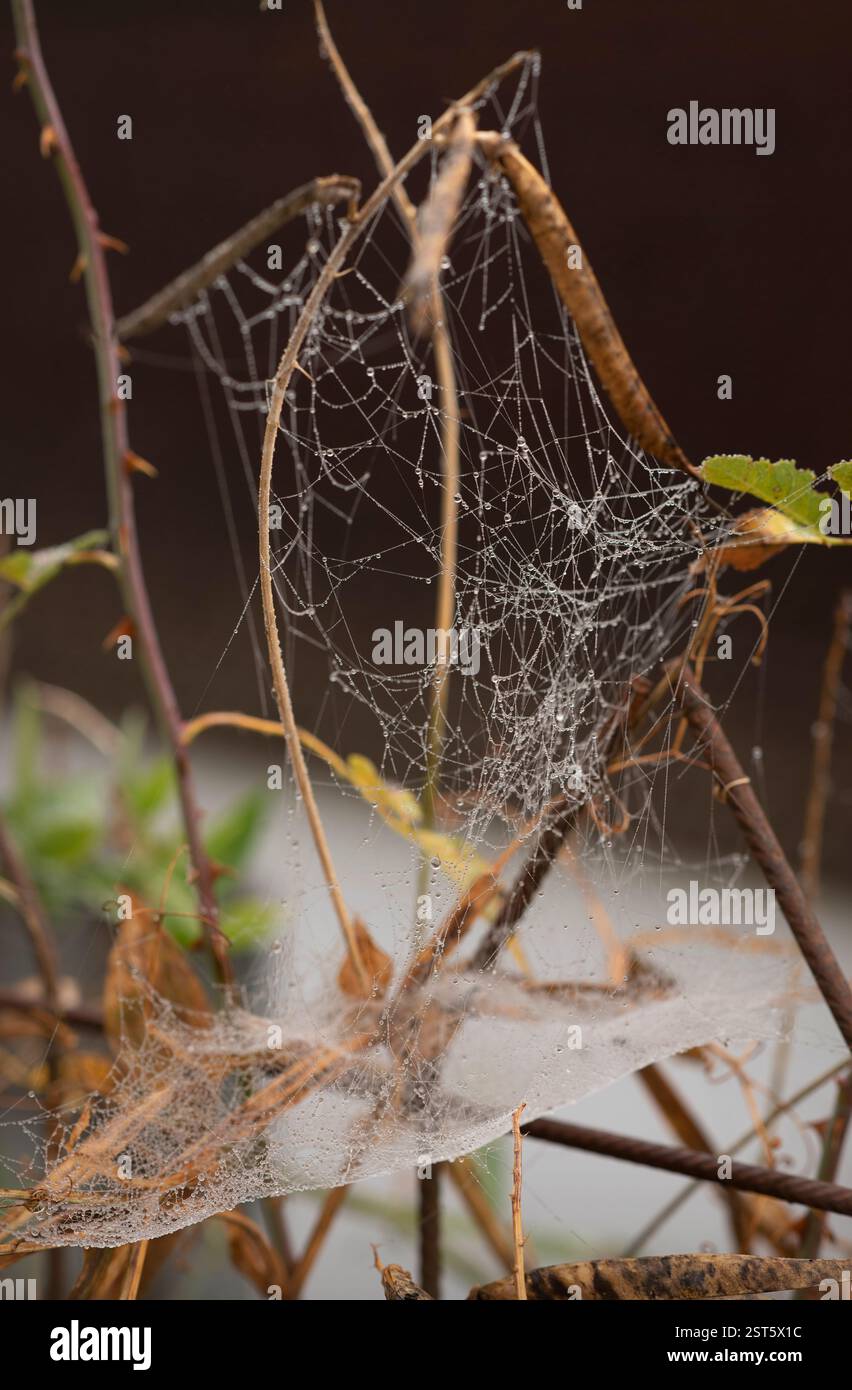 Una delicata ragnatela adornata da gocce di rugiada si estende su rami secchi, catturando l'intricata bellezza della natura alla luce del mattino. La bella S Foto Stock
