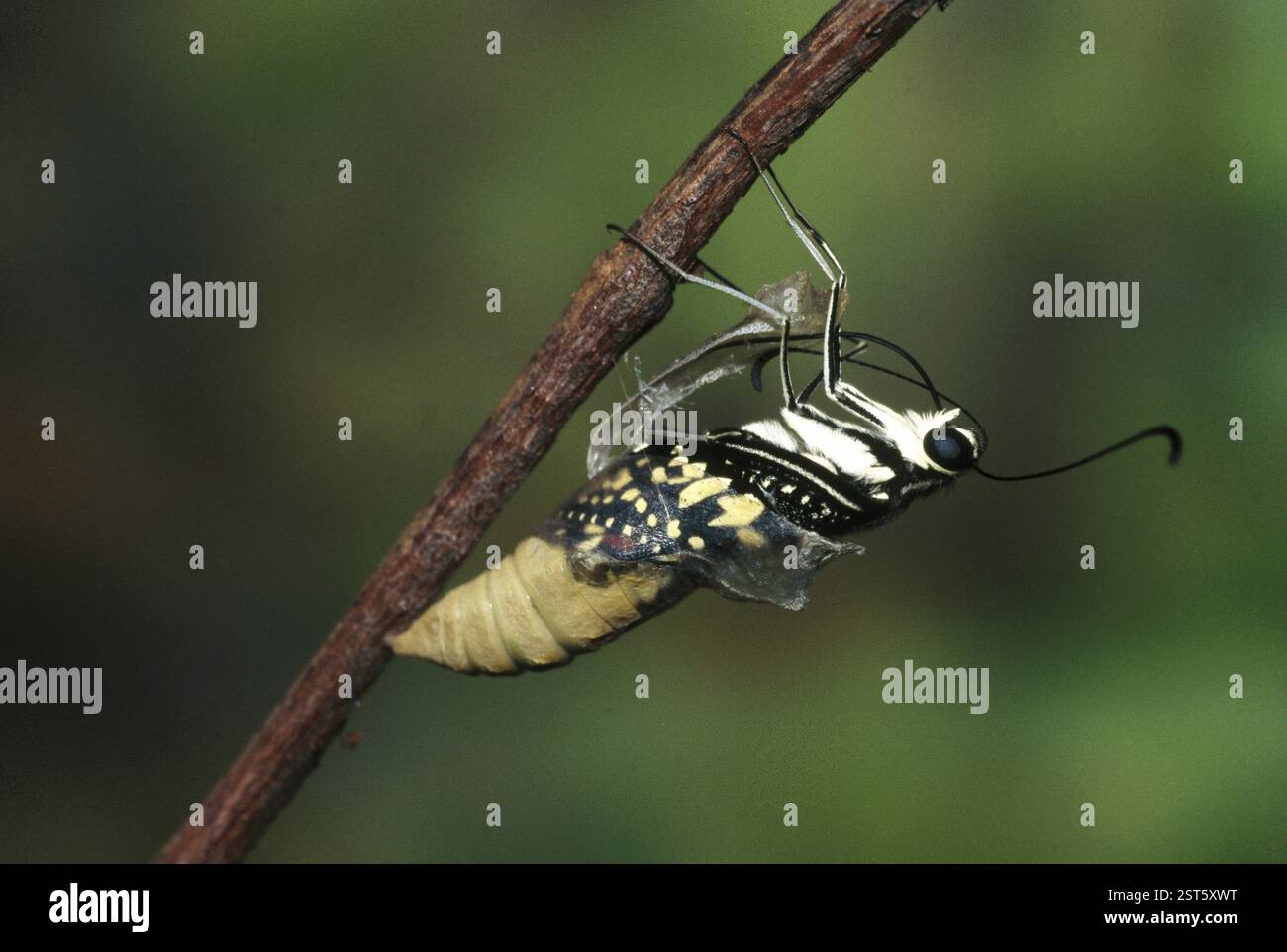 Insetti, farfalla, linea di sequenza di emergenza, Papilio Demoleus-3 Foto Stock