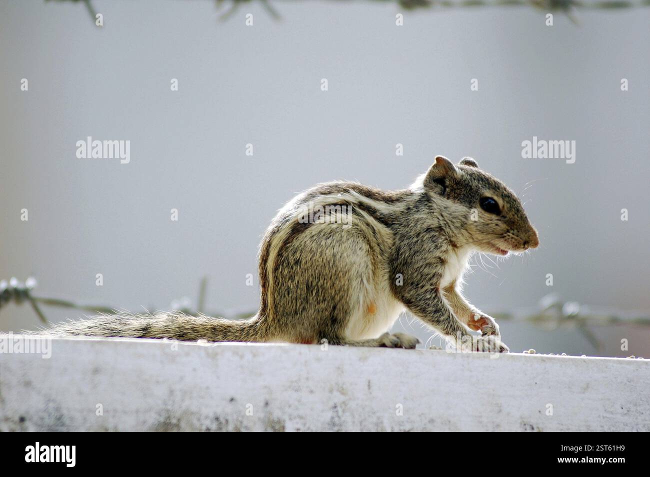 Allarme scoiattolo (Five Palm Squirrel Funambulus pennanti) Foto Stock