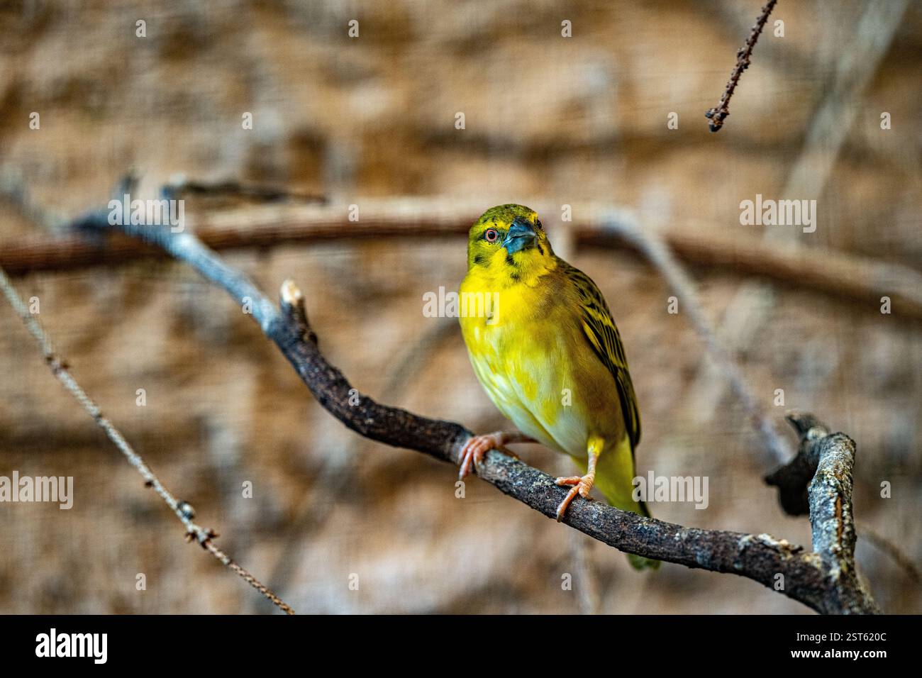 tessitrice del villaggio - Ploceus cucullatus Foto Stock