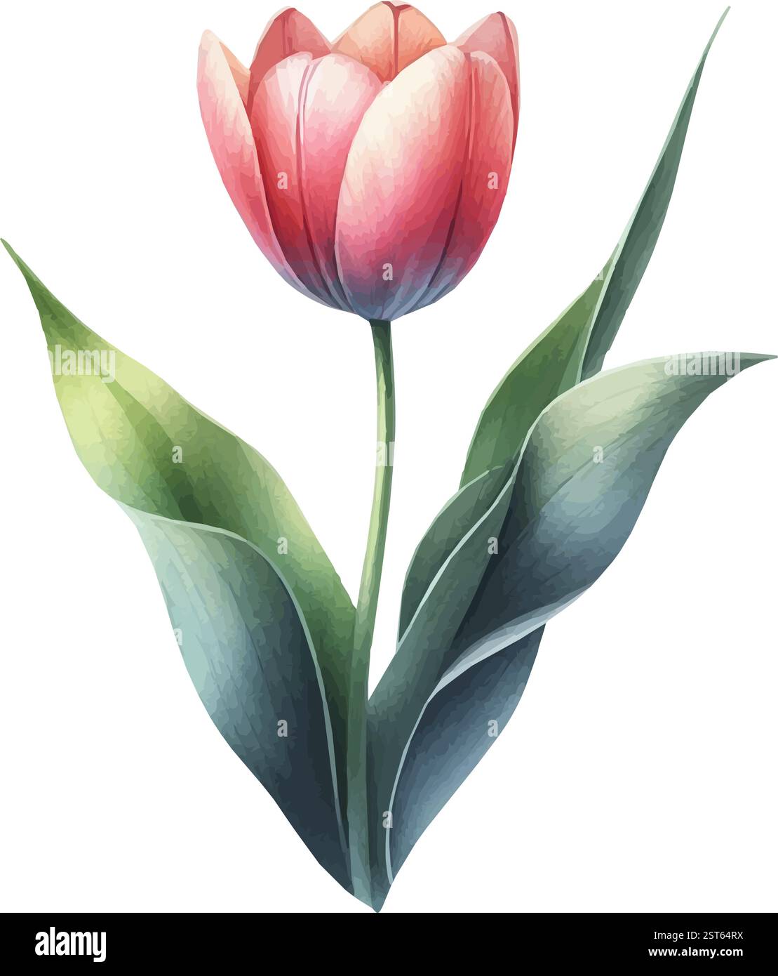 Illustrazione vettoriale acquerello di un tulipano Illustrazione Vettoriale