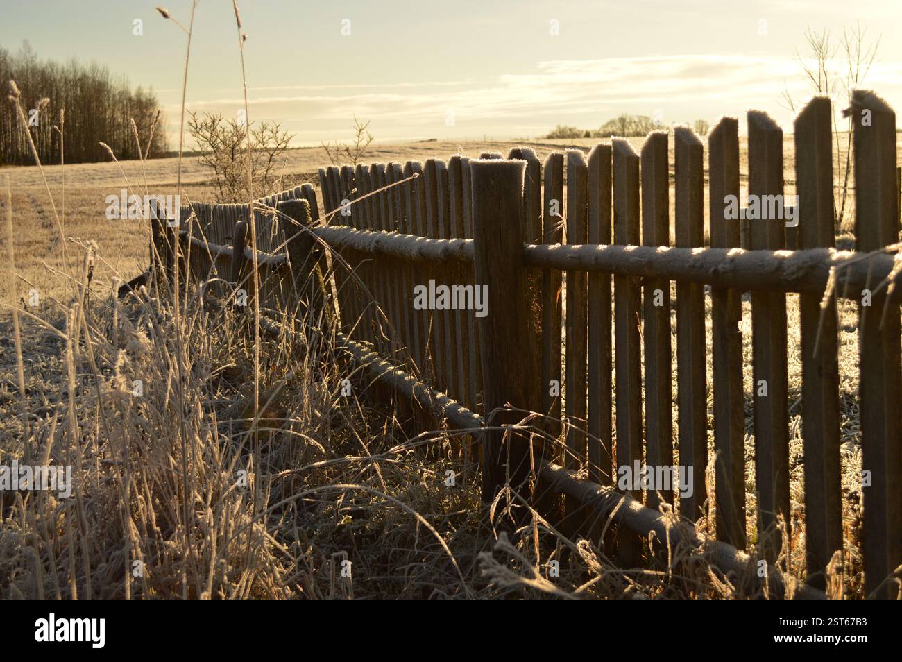 Una recinzione in legno intemprata coperta di ghiaccio corre lungo un campo dorato in campagna, evocando un senso di quiete e fascino rurale. Foto Stock