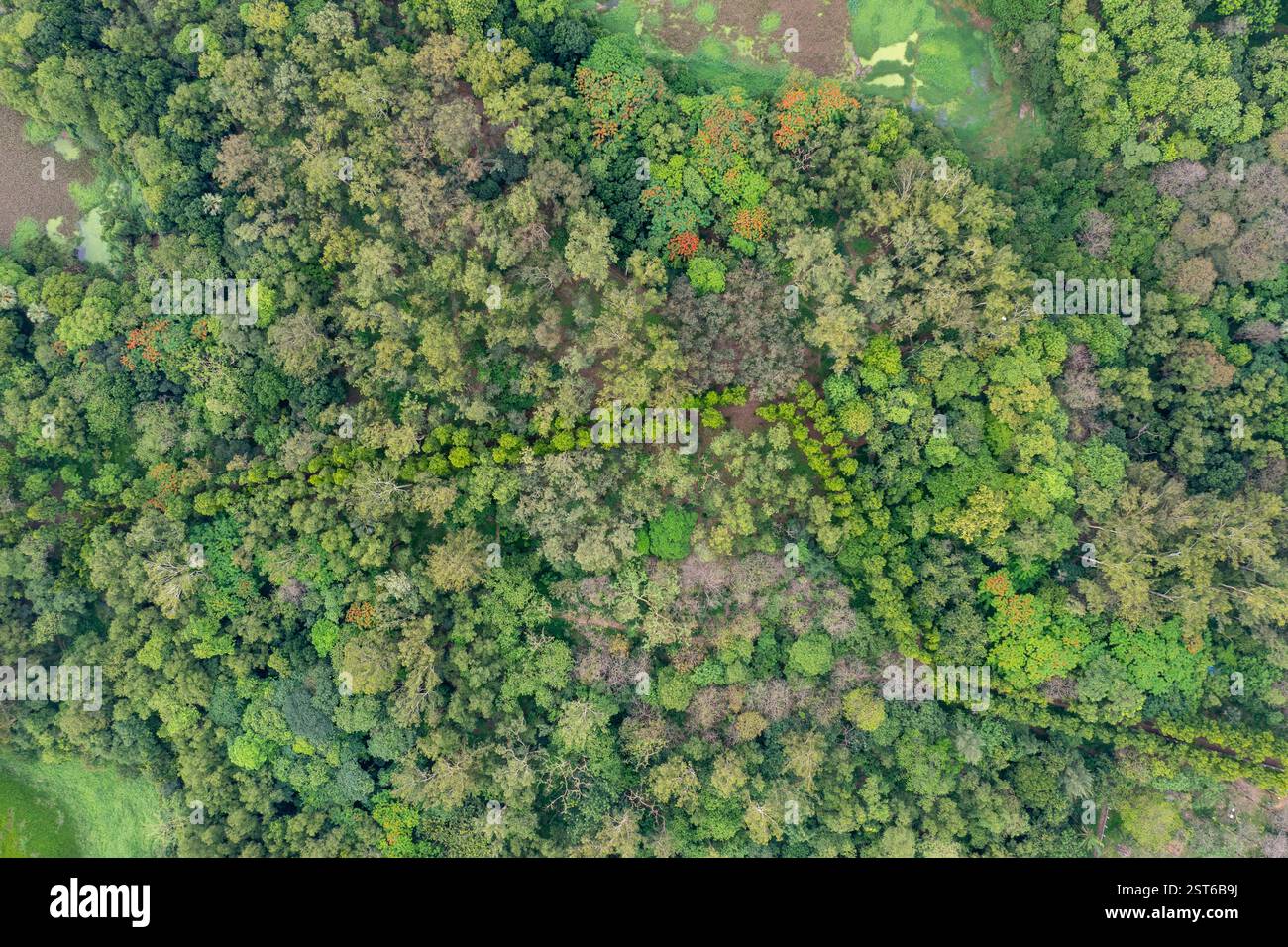 Una splendida vista aerea del Giardino Botanico Nazionale, con vegetazione lussureggiante e paesaggi sereni a Mirpur, Dacca, Bangladesh. Foto Stock