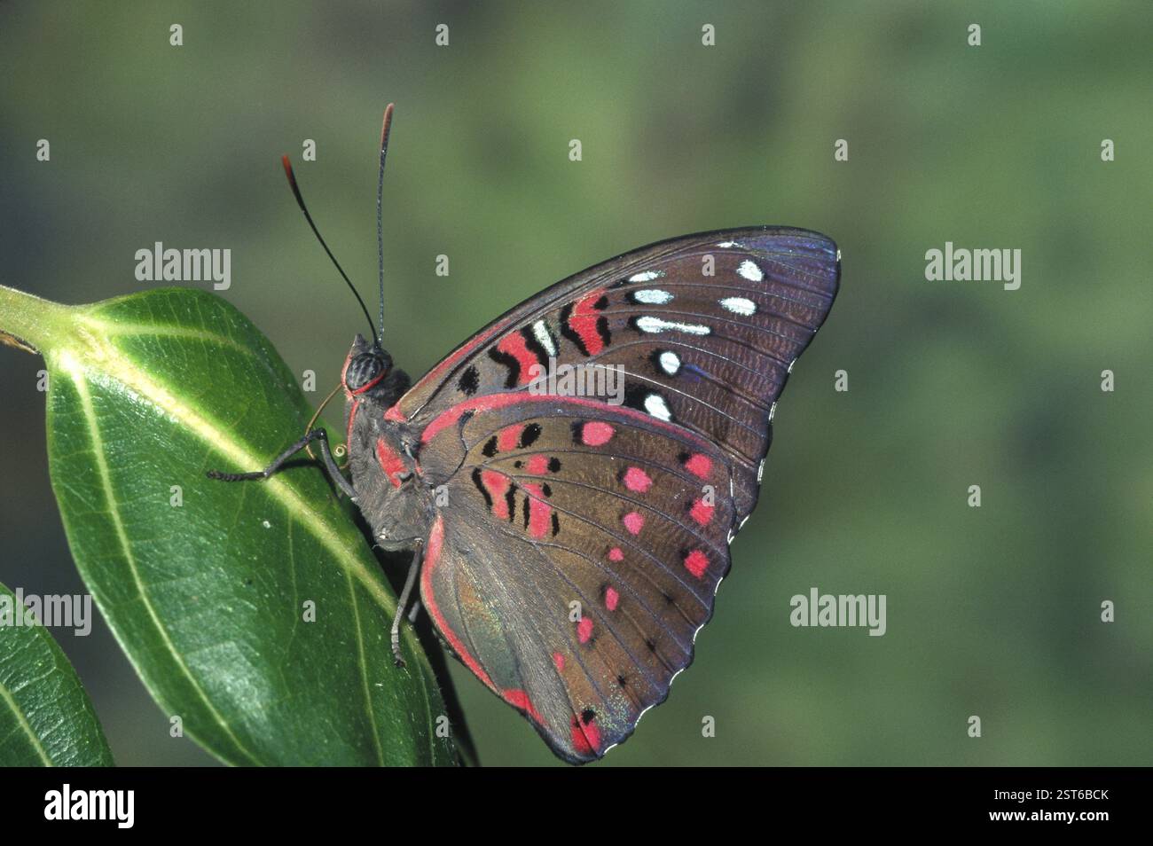 Insetti, farfalla, Gaudy baron Euthalia lubentine Foto Stock