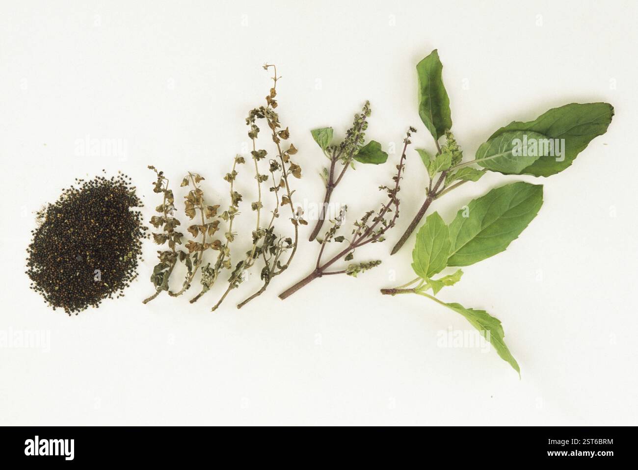 Tulasi, basilico santo (ocimum sanctum linn), india Foto Stock