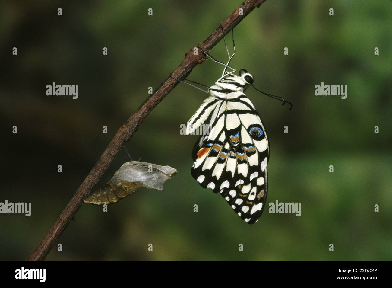 Insetti, farfalla, linea di sequenza di emergenza, Papilio Demoleus-9 Foto Stock