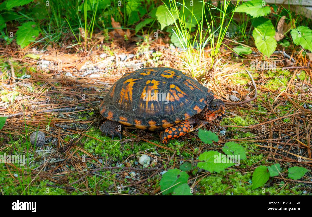 Eastern Box Turtle, Terrapene Carolina, Orange & Black, con testa e gambe esposte fuori dal guscio in un'area boschiva Foto Stock