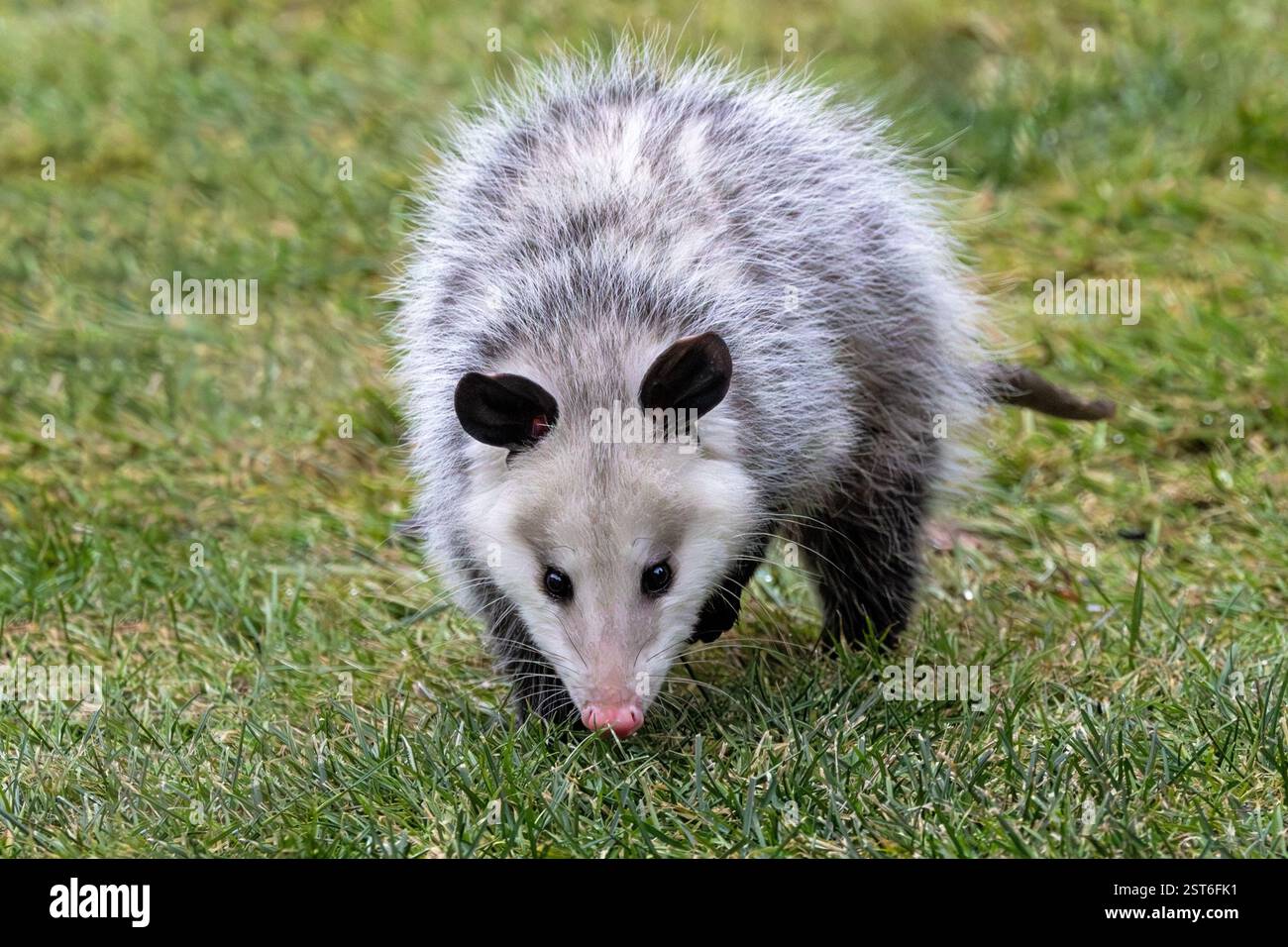 Con il suo naso rosa brillante e le orecchie di velluto nero, un opossom fissa direttamente la fotocamera mentre si trova accanto a una parete di color giallo. Foto Stock