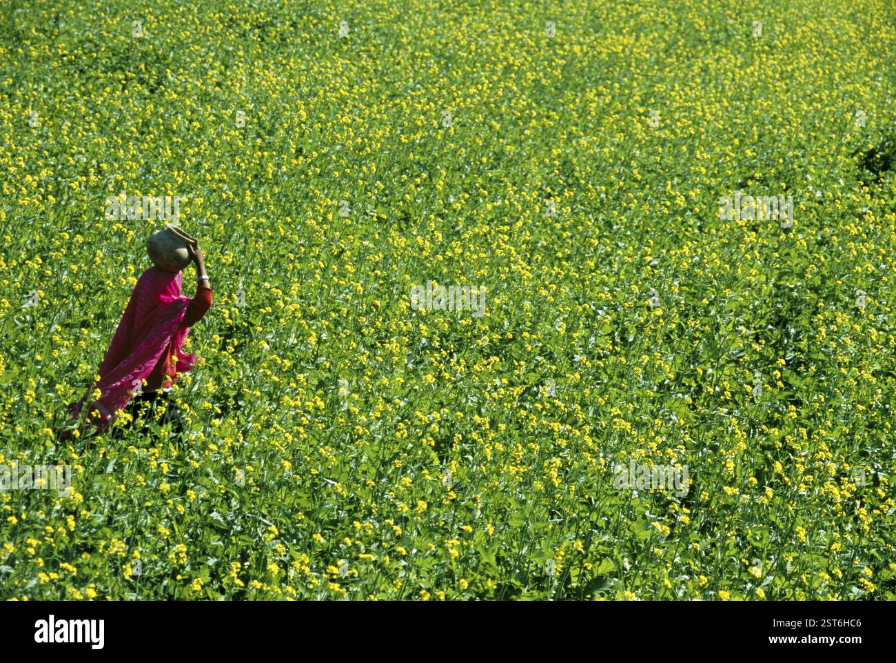 Campi di senape Foto Stock
