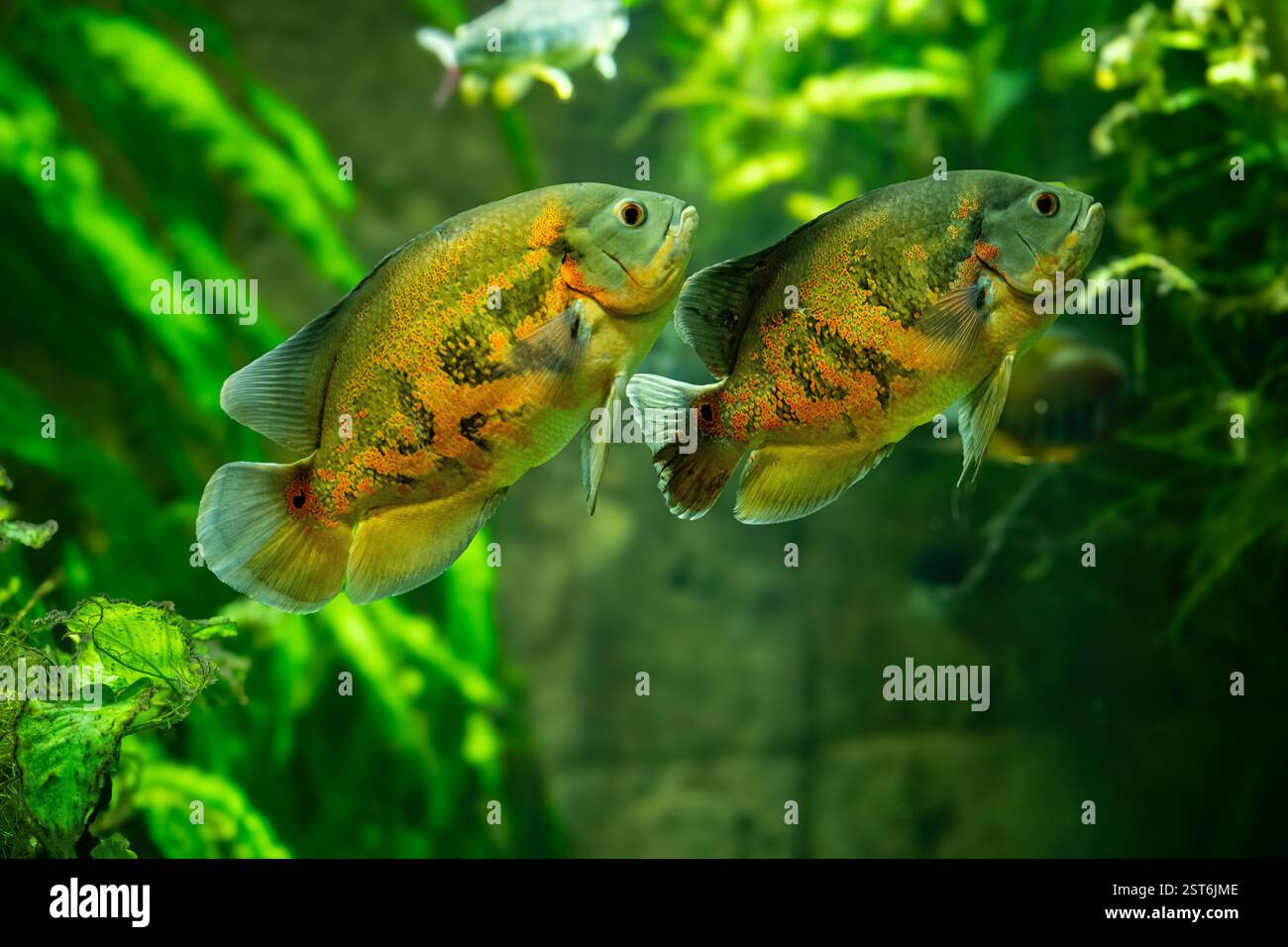 Pesce Tiger Oscar (Astronotus ocellatus). Queste creature sono predatori naturali nativi del Rio delle Amazzoni e sono tenuti come animali domestici. Foto Stock