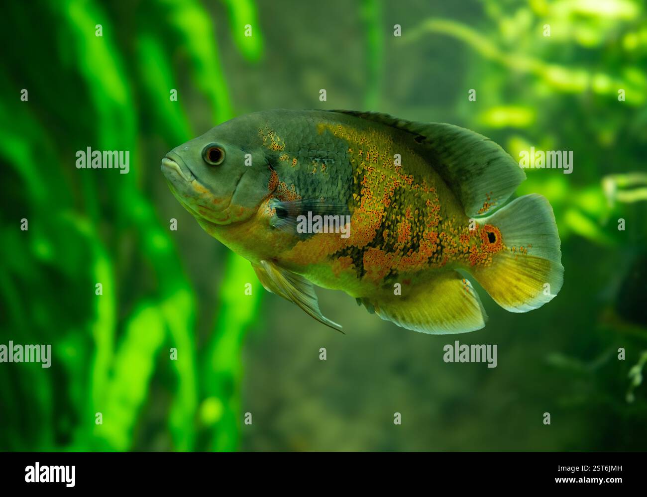 Pesce Tiger Oscar (Astronotus ocellatus). Queste creature sono predatori naturali nativi del Rio delle Amazzoni e sono tenuti come animali domestici. Foto Stock