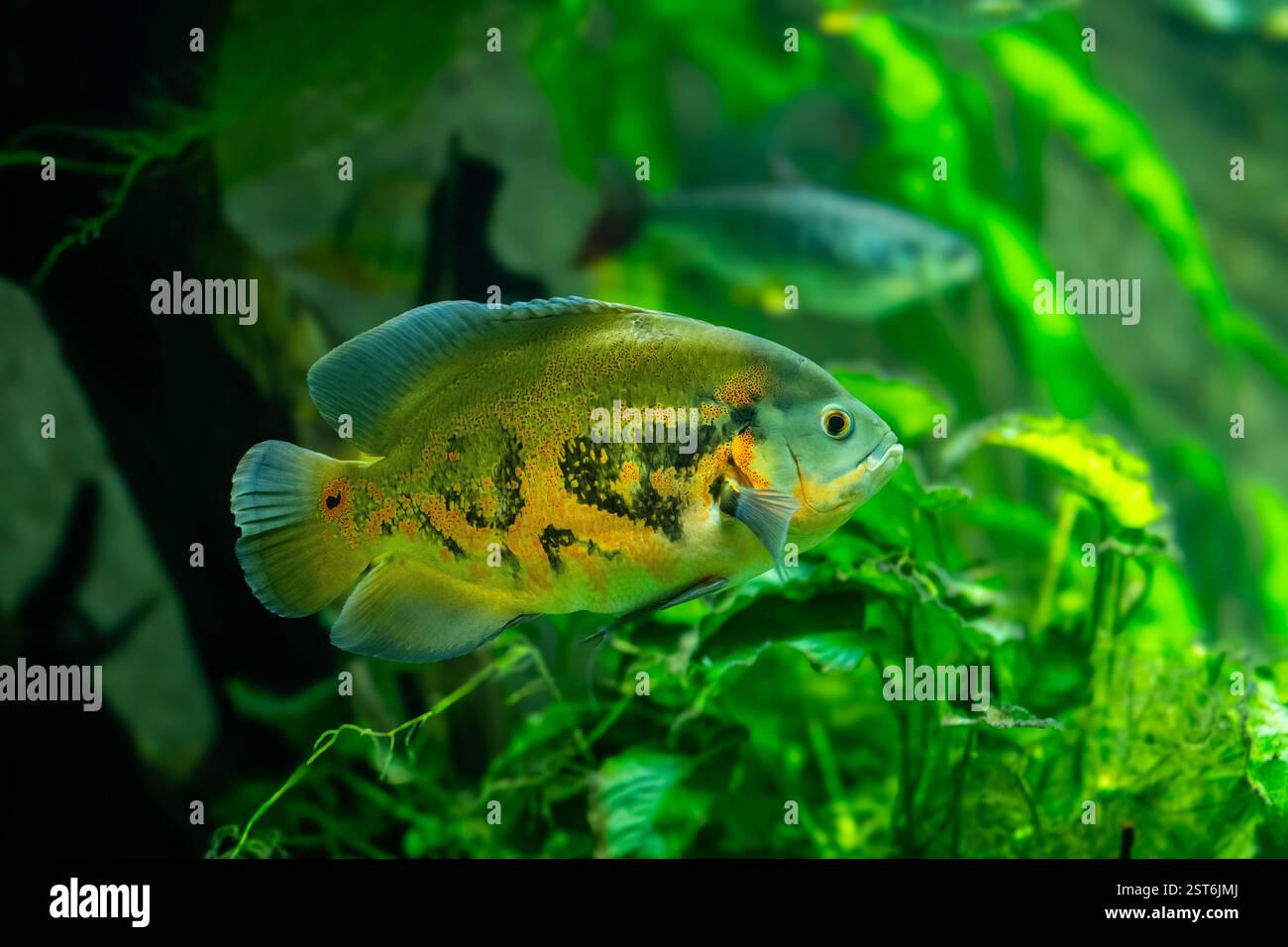Pesce Tiger Oscar (Astronotus ocellatus). Queste creature sono predatori naturali nativi del Rio delle Amazzoni e sono tenuti come animali domestici. Foto Stock