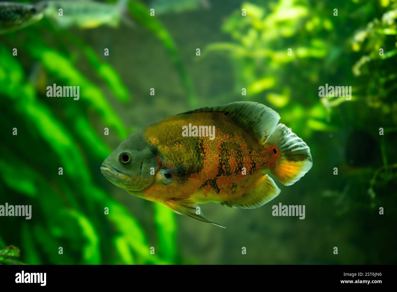 Pesce Tiger Oscar (Astronotus ocellatus). Queste creature sono predatori naturali nativi del Rio delle Amazzoni e sono tenuti come animali domestici. Foto Stock