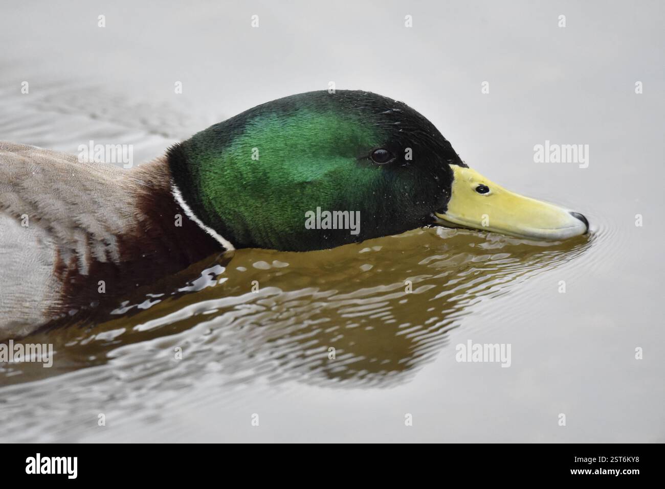 Lato destro, primo piano allungato testa e collo Ritratto di un corvo di Drake (Anas platyrhynchos) Filtra l'alimentazione dell'acqua increspata, livello occhi, nel Regno Unito Foto Stock