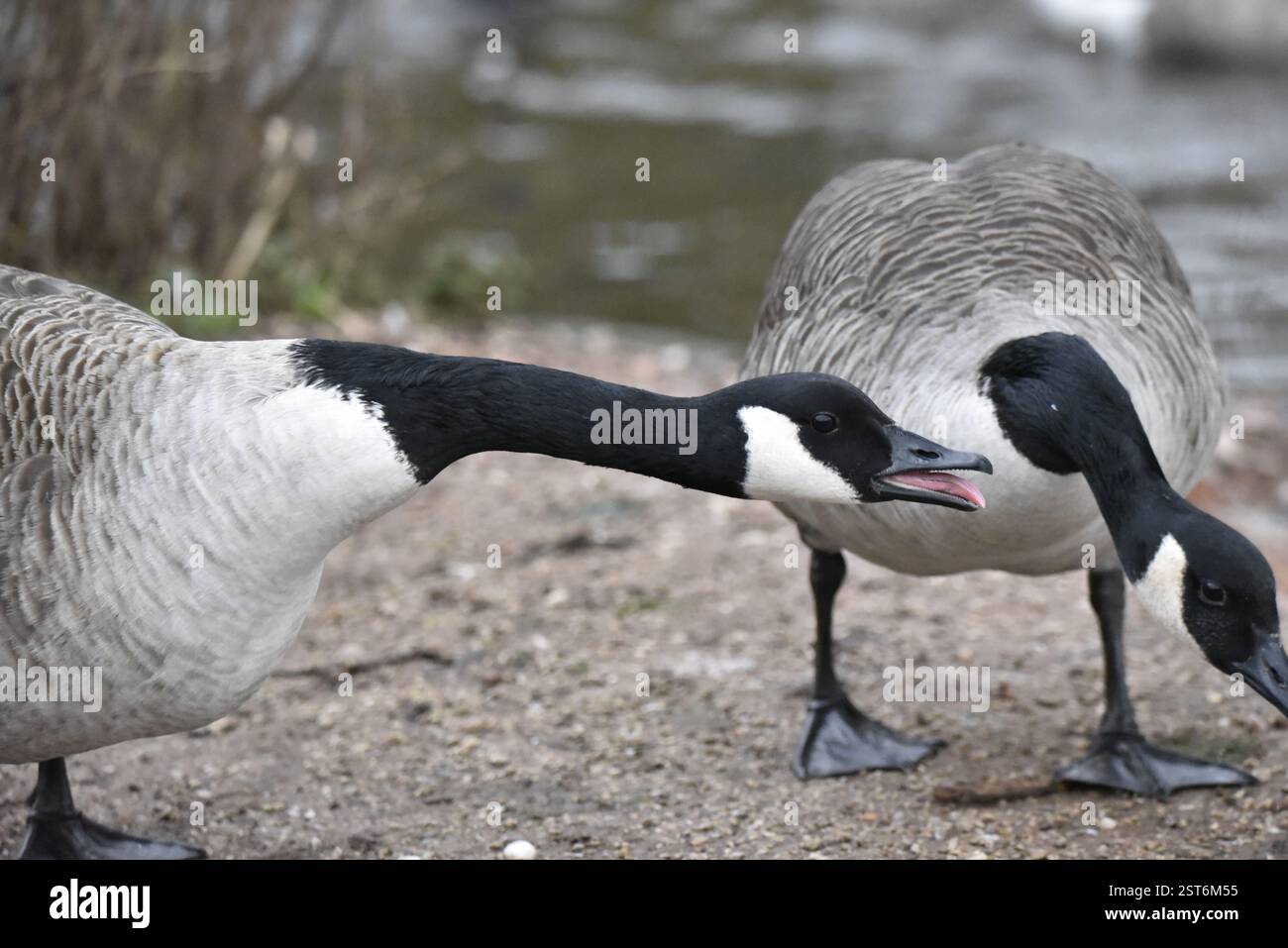 Due oche del Canada (Branta canadensis) sulla Lake Bank, una proveniente dal sibilo di primo piano sinistro, scattata nel Regno Unito in inverno Foto Stock