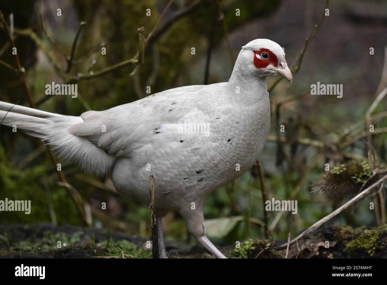 Ritratto di un fagiano leucistico comune (Phasianus colchicus) camminando da sinistra a destra su Woodland Floor, girato nel Regno Unito in inverno Foto Stock
