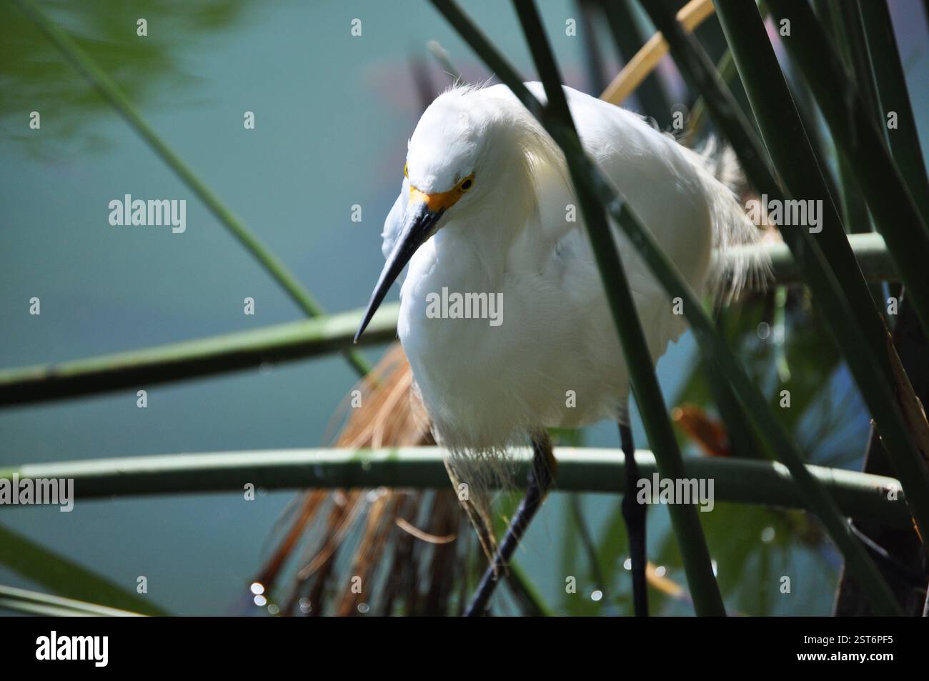 Bellissimo airone bianco tra le piante di papiro Foto Stock