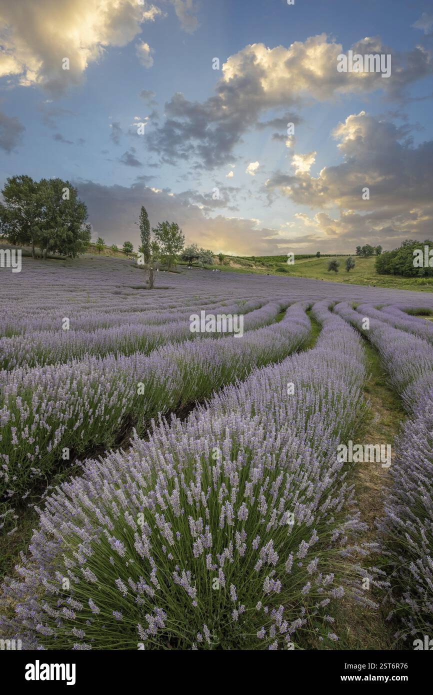 Splendida serata estiva in un campo di lavanda. Grandi cespugli di lavanda blu che fioriscono in un'area di coltivazione. Foto del paesaggio al tramonto sul lago Balaton, Hun Foto Stock
