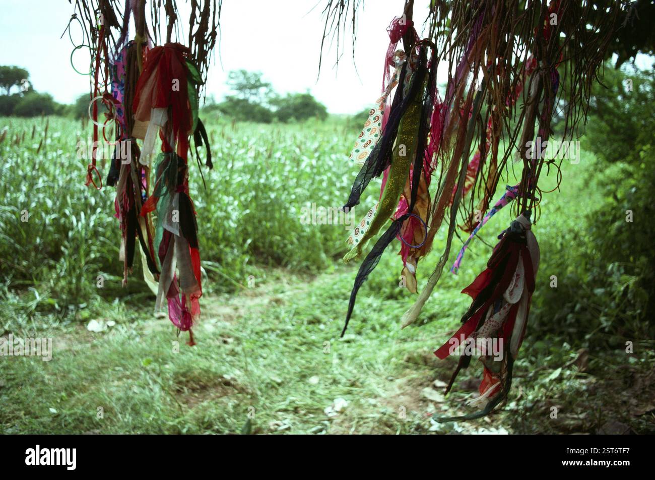 Superstizione legando bracciali e nastri alla radice di albero, Tarnetar Fair, Gujarat, India, Asia Foto Stock Superstizione legando bracciali e nastri alla radice di albero, Tarnetar Fair, Gujarat, India, Asia Foto Stock