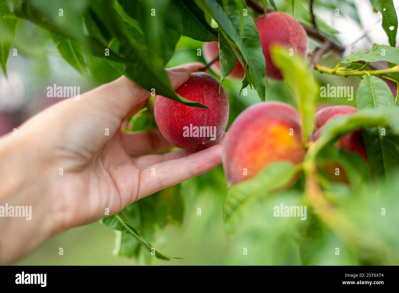 Le pesche mature e succose su un albero nel giardino vengono raccolte da un giardiniere. Raccolta della frutta. Foto Stock