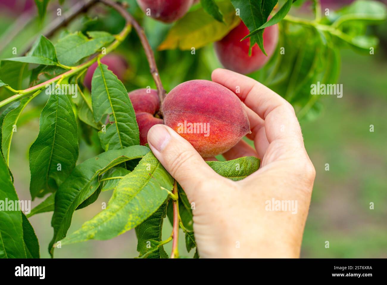 Le pesche mature e succose su un albero nel giardino vengono raccolte da un giardiniere. Raccolta della frutta. Foto Stock