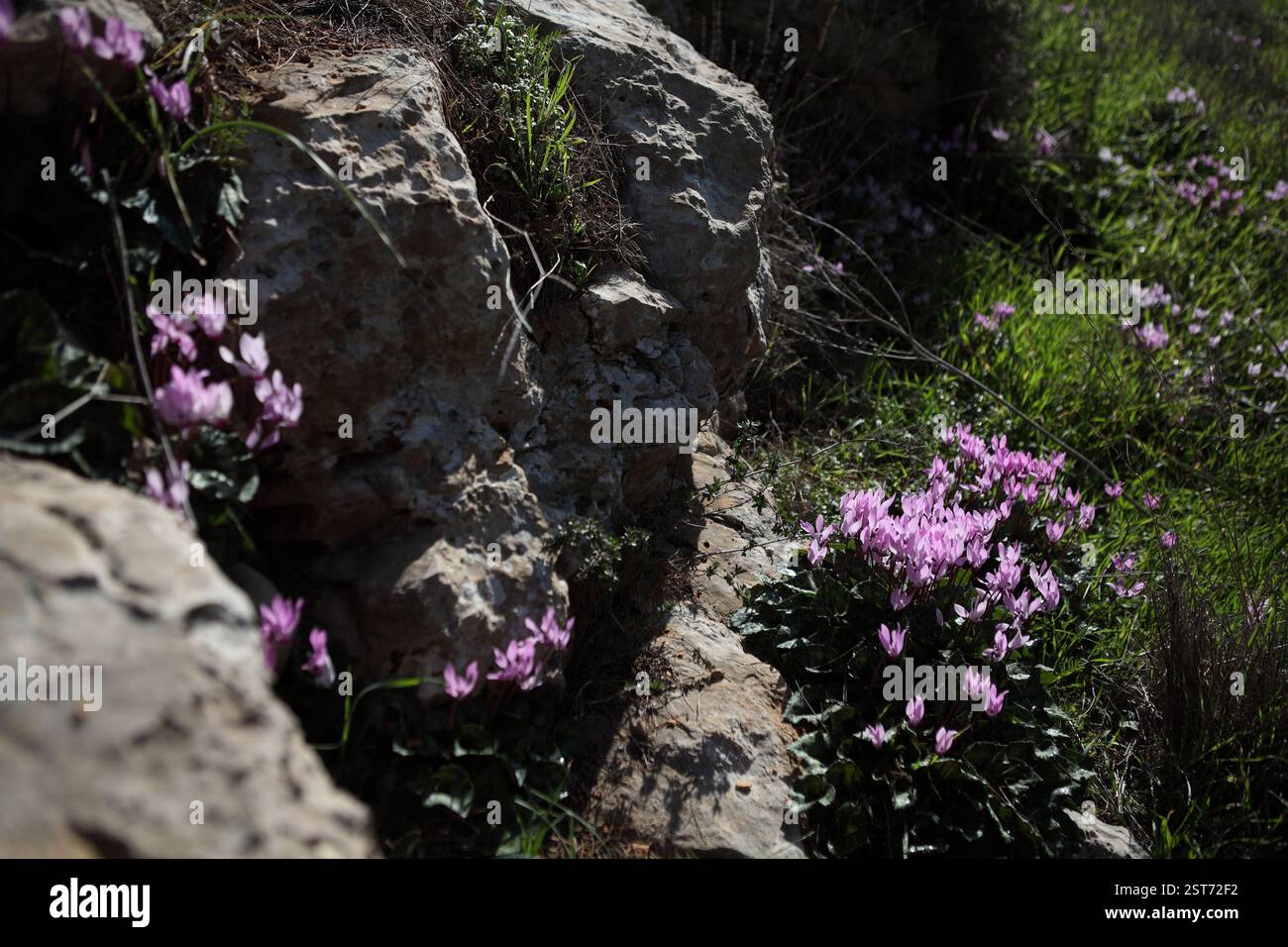 Rocce dolomitiche e aiuole selvatiche di ciclamini rosa e erba, un fiore selvatico incolto delle piante perenni della famiglia delle Primulaceae. Foto Stock
